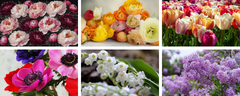 fleurs-mariage-saison (2)