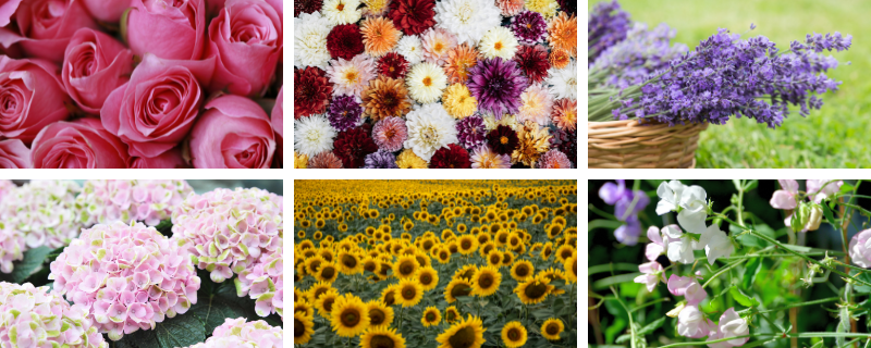fleurs-mariage-saison (3)