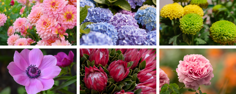 fleurs-mariage-saison (4)