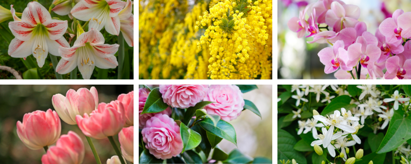 fleurs-mariage-saison