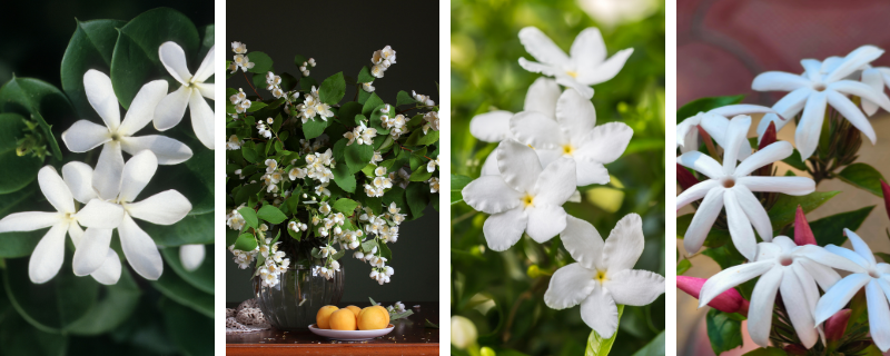 fleurs-mariage-signification (8)